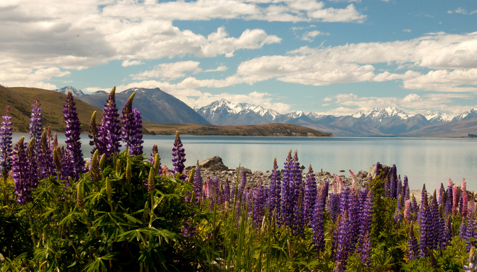 lake, shore, stones, flowers, clouds, mountains, New Zealand, delphinium