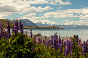 wolken, delphinium, bloemen, meer, Lake Tekapo, Ridderspoor, bergen, Nieuw-Zeeland