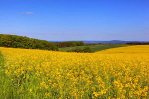 campo, flores, césped, espacio, arboles, amarillo