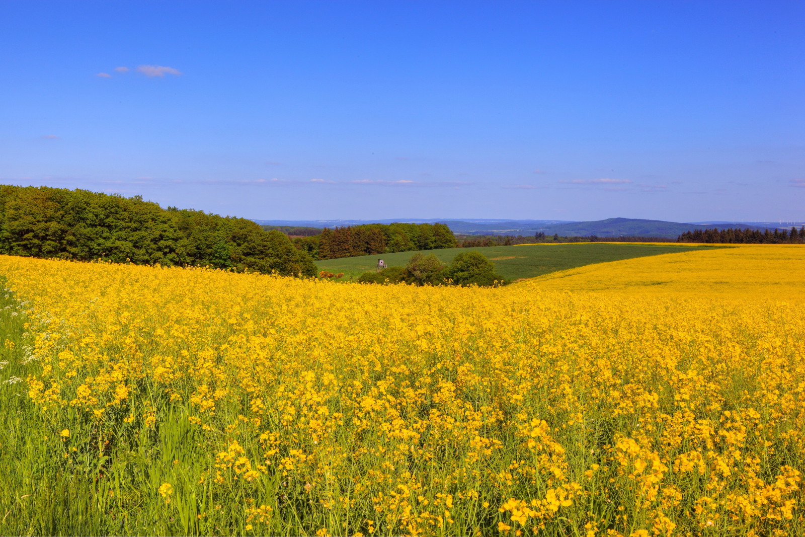 gras, geel, bomen, veld-, bloemen, ruimte