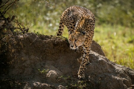 leopardo, depredador, gato salvaje