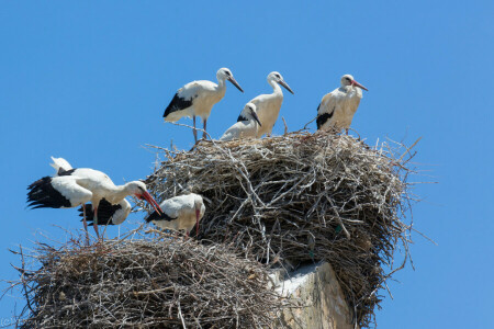 oiseau, grues, prise, Le ciel