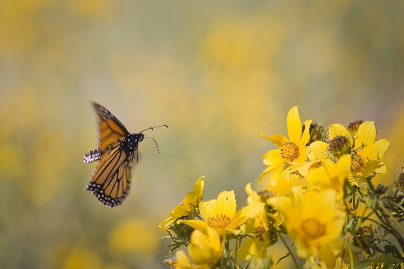 Contexte, fleurs, en vol