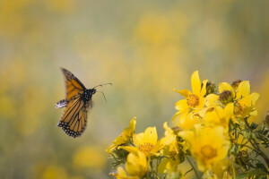 baggrund, blomster, under flyvning