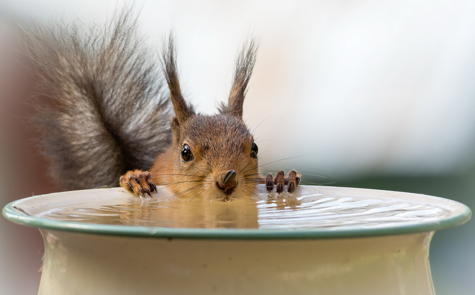 sfondo, acqua, proteina