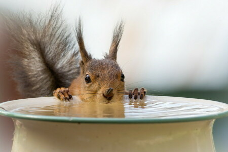 background, protein, water