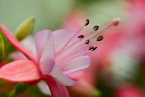 antecedentes, flor, pétalos, rosado, estambres