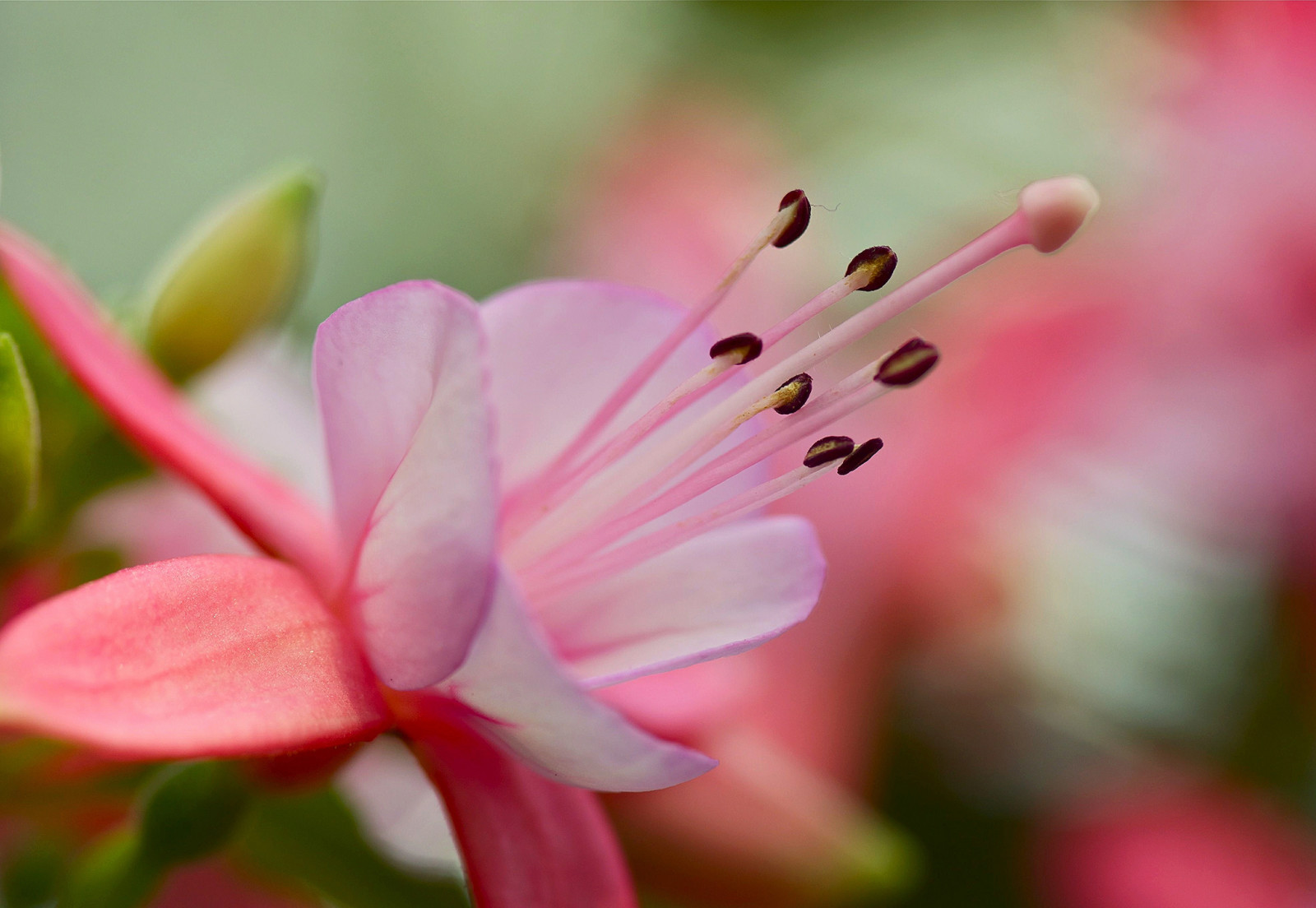 fundo, Rosa, flor, pétalas, estames