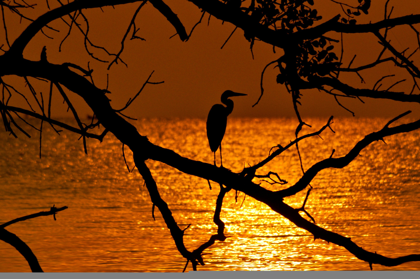 boom, de lucht, zee, Afdeling, vogel