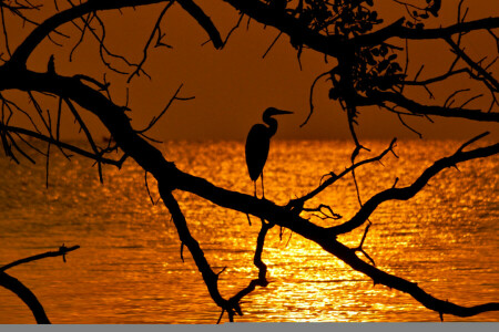 bird, branch, sea, the sky, tree