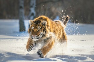 snö, tiger, vinter-