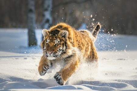 snø, tiger, vinter