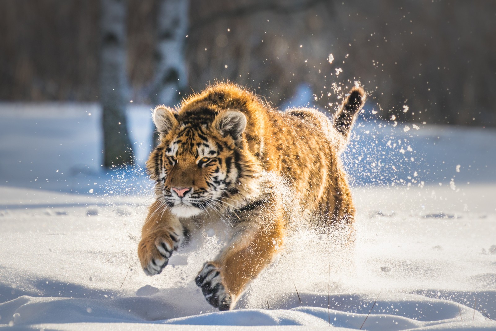 sneeuw, winter, tijger