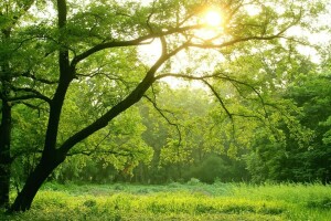 pădure, verde, ușoară, soare, copaci