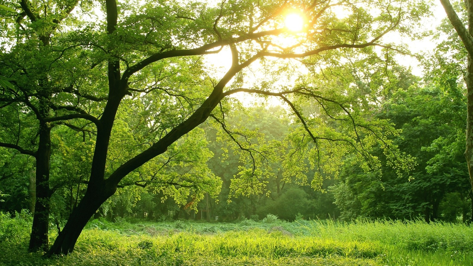 skog, lys, trær, sol, grønn