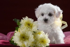 Bichon Frise, Crisantemo, carino, cucciolo, bianca