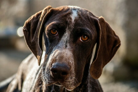 Hund, jeder, aussehen