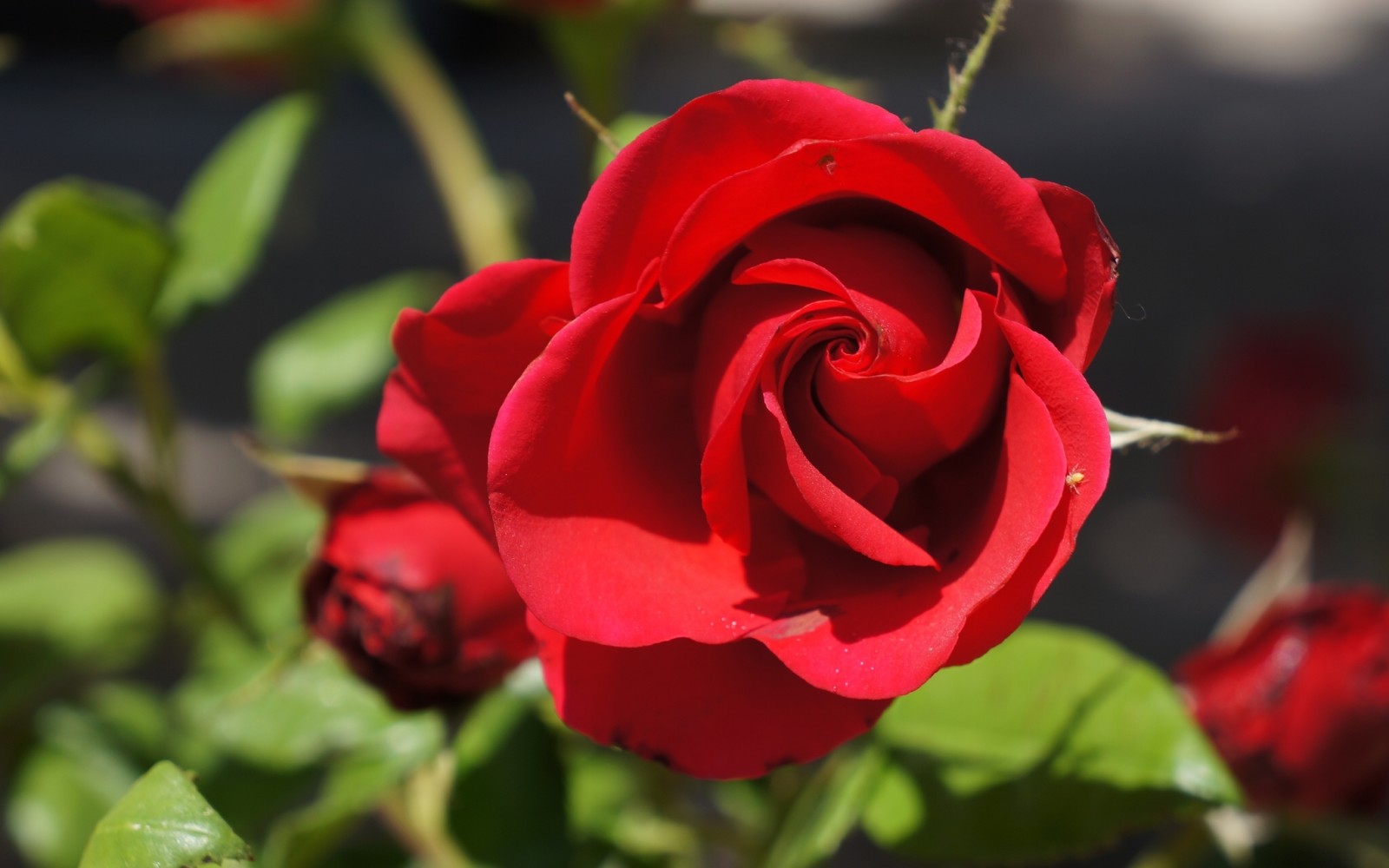 macro, rose, Bud