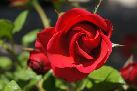 Bud, macro, rose