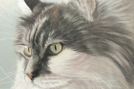 gatto, Guarda, Pittura, micio