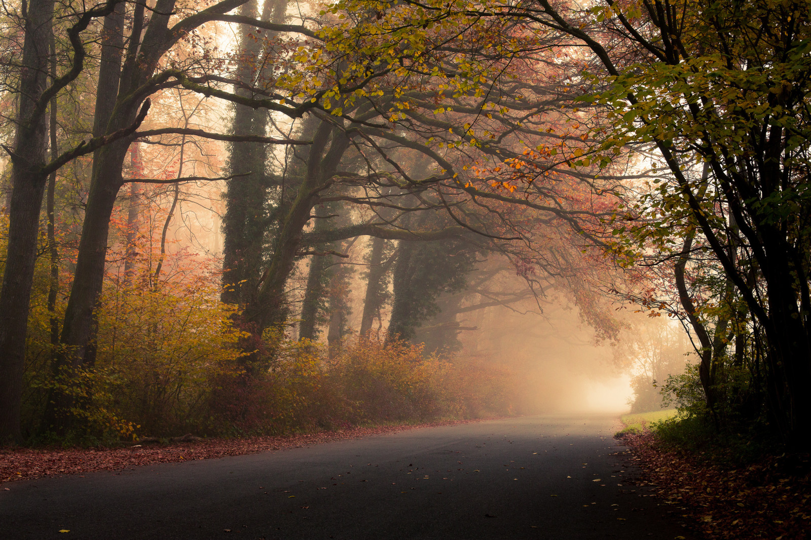 autunno, foresta, strada, fogliame, alberi, le foglie, nebbia