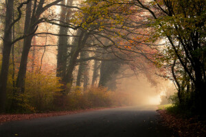 l'automne, brouillard, feuillage, forêt, feuilles, route, des arbres