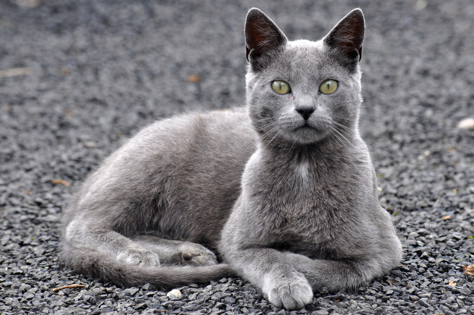 aussehen, Katze, Augen, Koshak, Kater