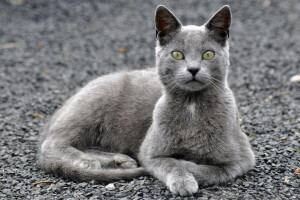 gato, olhos, Koshak, Veja, Tomcat