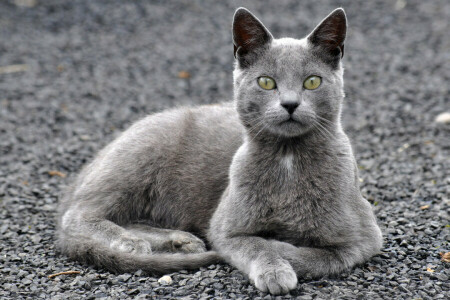 chat, yeux, Koshak, Regardez, Matou