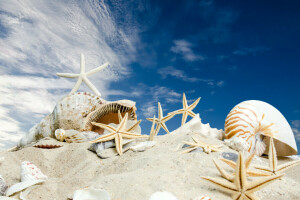 strand, sand, hav, muslingeskaller, skal, himmel, starfishes, stjerner