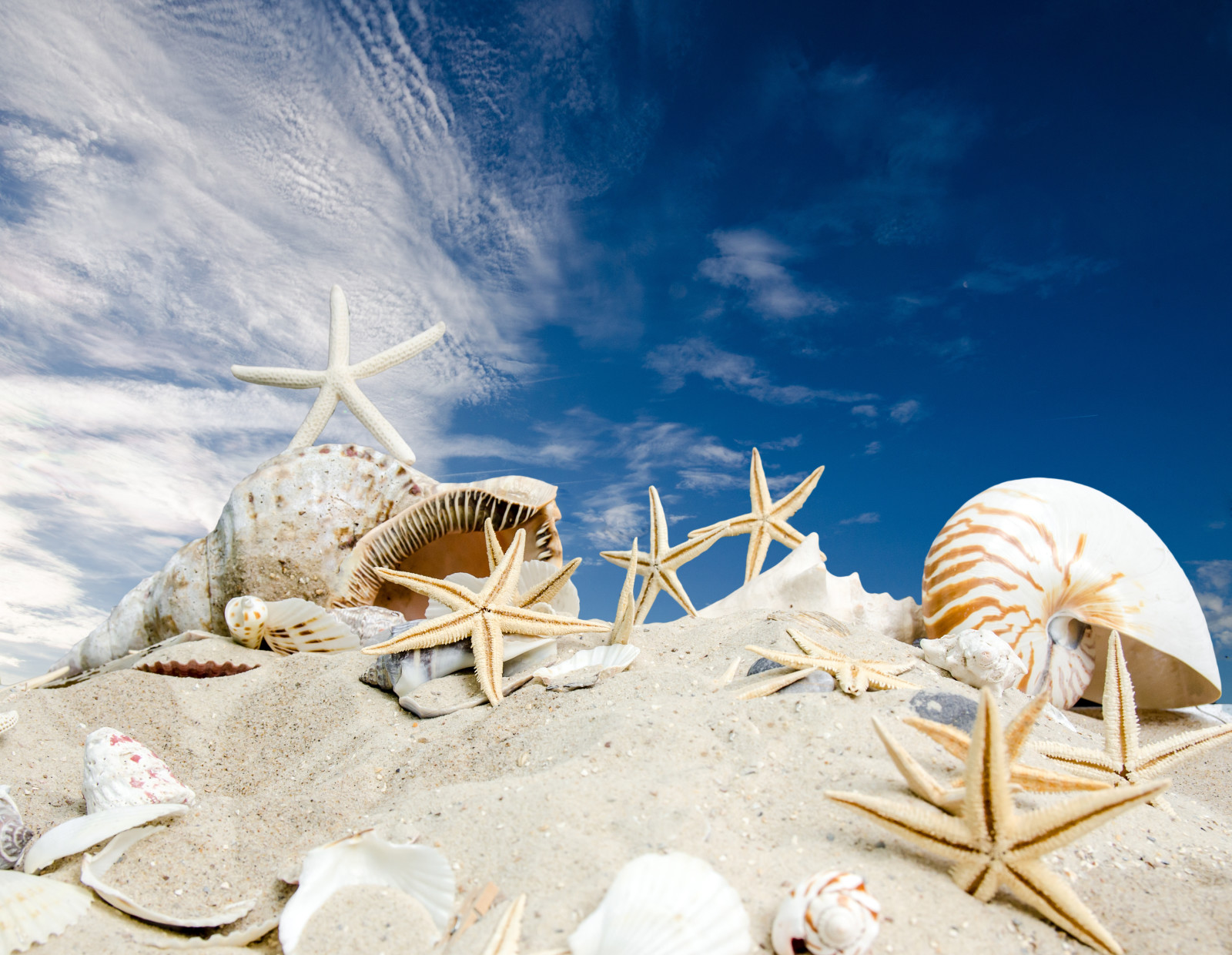 sommar, strand, hav, himmel, solen, sand, skal, stjärnor