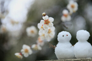 una pareja, ramas, floración, flores, hojas, pétalos, Sakura, muñecos de nieve