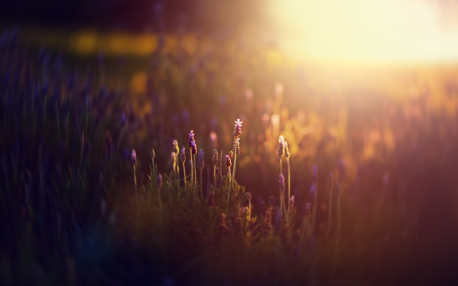 lumière, fleurs, Matin