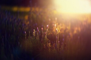 fleurs, lumière, Matin