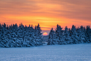 Skov, sne, solnedgang, vinter