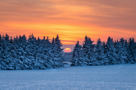 Skov, sne, solnedgang, vinter