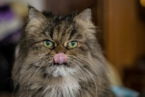 gato, face, língua, Veja, Marquês, bigode, lã