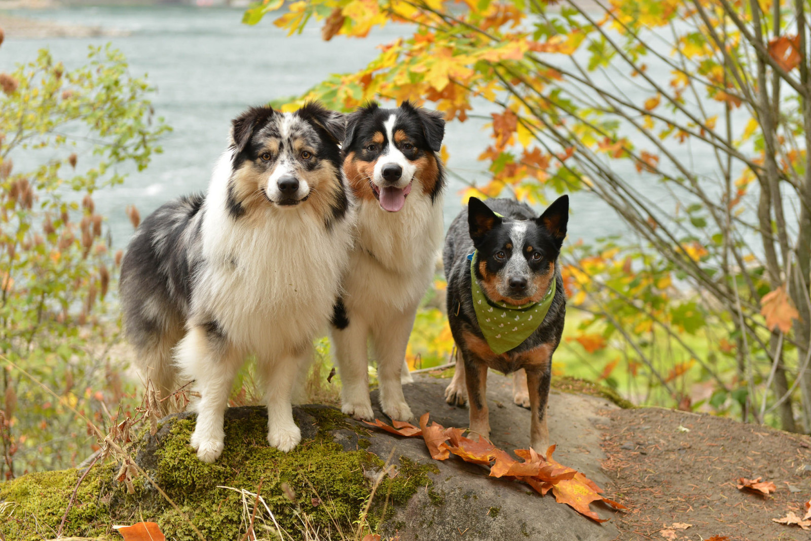 achtergrond, vrienden, honden