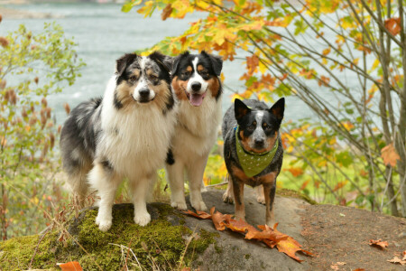 bakgrund, hundar, vänner