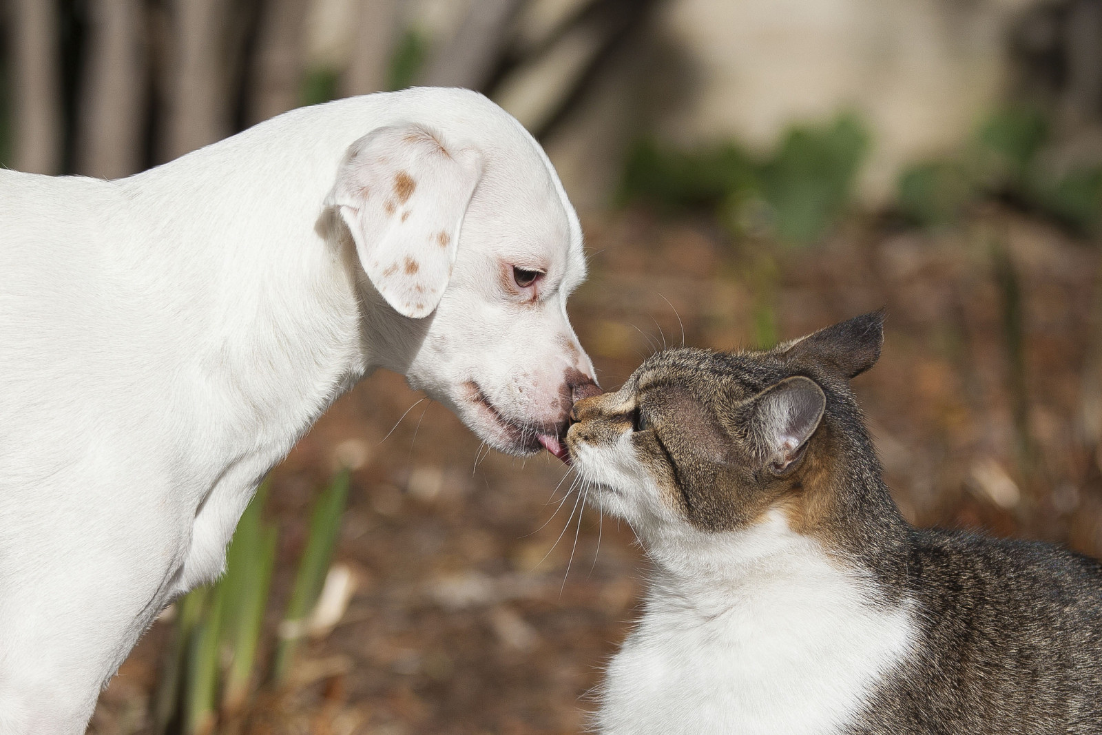 Hund, Hündchen, Katze, Liebe, Freunde, Kuss