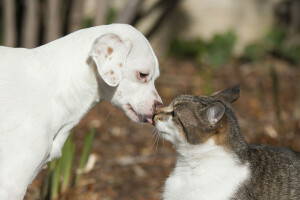 chat, chien, copains, baiser, l'amour, chiot