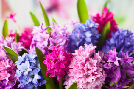 flowers, hyacinths