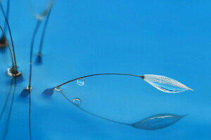 blade of grass, drop, nature, plant, reflection, water