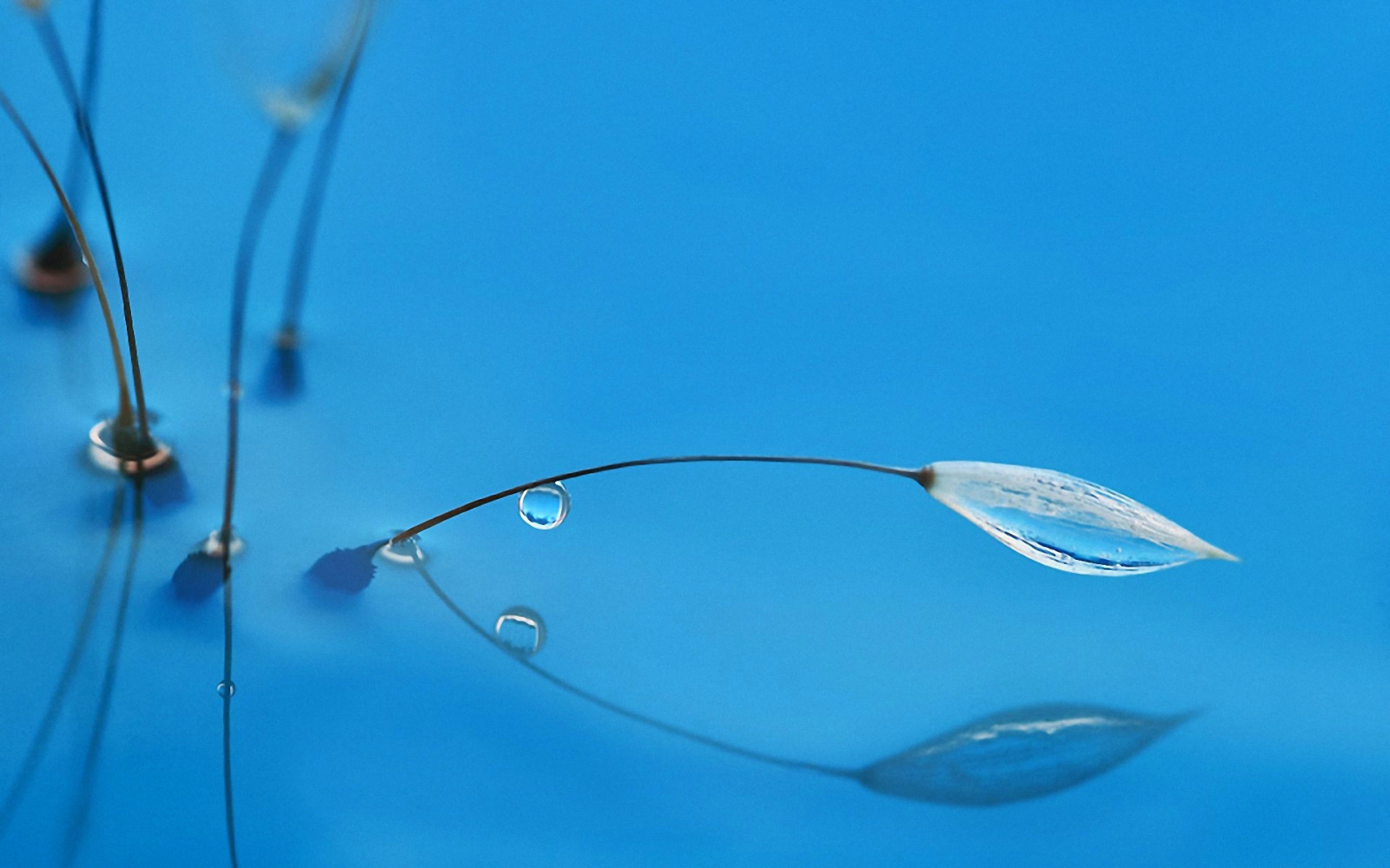 nature, reflection, plant, water, drop, blade of grass