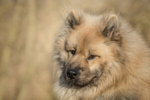 hond, gezicht, kijken, de eurasier