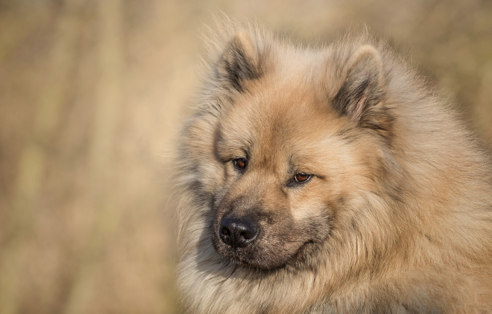 Guarda, cane, viso, l'eurasier