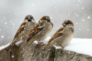 aves, nieve, gorriones, invierno