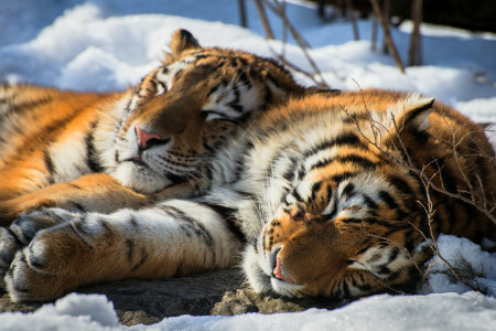 Djur, Siberian, snö, tiger