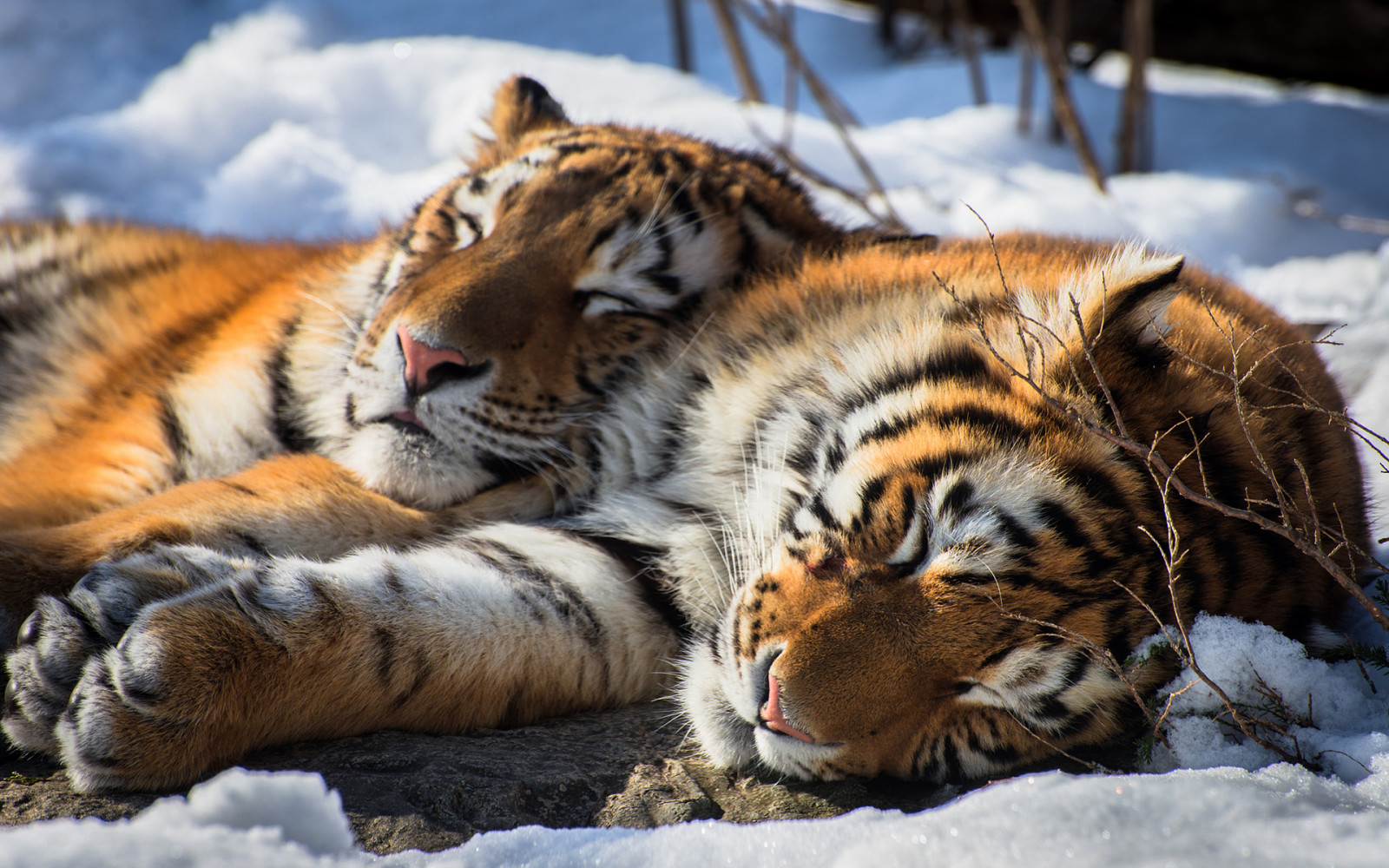 neige, Animal, tigre, sibérien