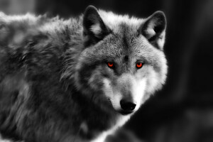 Augen, aussehen, Raubtier, Wolf